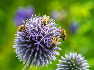 Group of bees pollinating on a thistle flower blossom - 752482623
