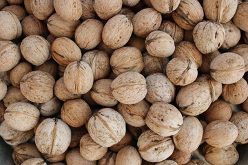 shelled walnuts. Pile of unshelled walnuts in daylight. walnut background.