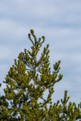 pine branches against sky