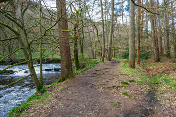 Obraz premium path in the woods