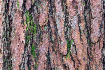 bark of a tree