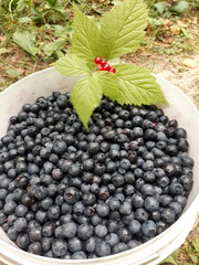 blueberries in a bowl on the table