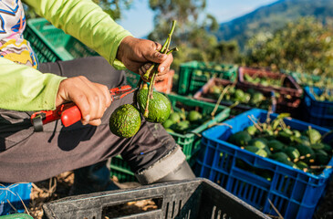 primer plano de trabajador preparando frutos de aguacate cosechado en canasta para la venta