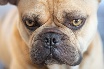Portrait einer französischen Bulldogge mit hellbraunem Fell. Blick nach links.
