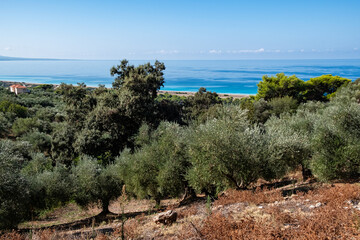 Olivenhain am Meer, Peloponnes