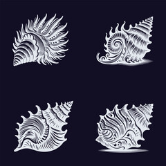 Seashell illustration 
