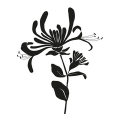 Honeysuckle silhouette isolated on white background, vector floral illustration