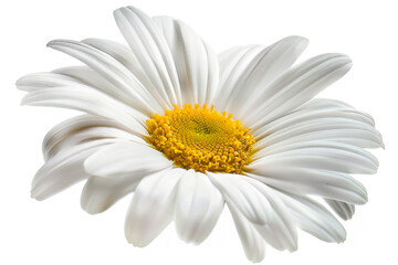 Beautiful white Daisy (Marguerite) isolated on white background. Close up
