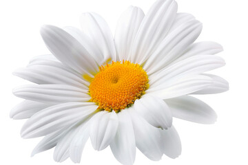 Beautiful white Daisy (Marguerite) isolated on white background. Close up