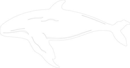 bowheadwhale outline