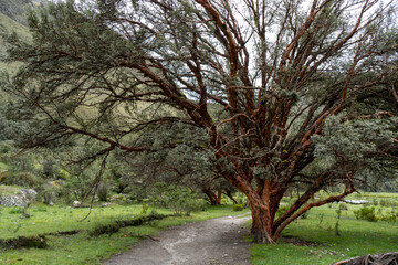 Obraz premium tree in the mountains