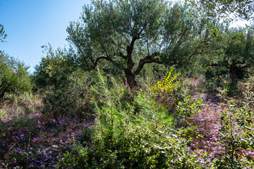 Olivenbaum mit Unterwuchs, Peloponnes