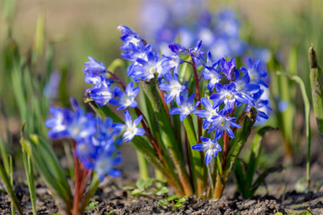 Selective focus of small and tiny blue flower in early spring season, Lucile's glory of the snow or Scilla luciliae is a species of flowering plant in the family Asparagaceae, Nature floral background - Powered by Adobe