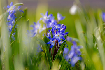 Obraz premium Selective focus of small and tiny blue flower in early spring season, Lucile's glory of the snow or Scilla luciliae is a species of flowering plant in the family Asparagaceae, Nature floral background
