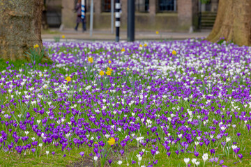Selective focus of multi color white and purple Crocus on green grass meadow in urban park lawn in...