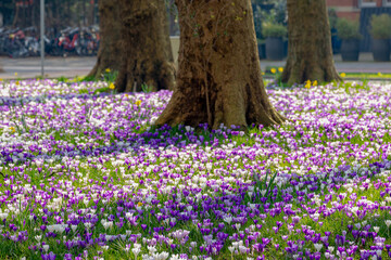 Selective focus of multi color white and purple Crocus on green grass meadow in urban park lawn in Netherlands, The flowers are one of the brightest and earliest spring bloom, Nature floral background