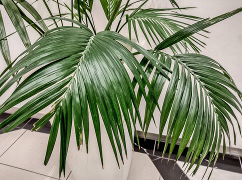 Kentia palm in a pot. Little palm