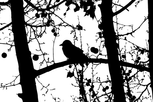 Black, White, birds on a branch
