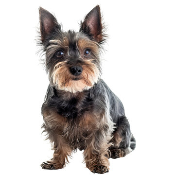 Toto dog on white or transparent background