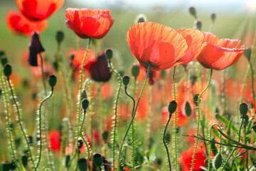 Poppies flower meadow nature background springtime