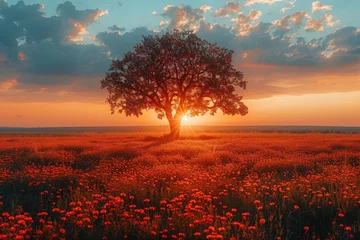 Selbstklebende Fototapeten A solitary tree stands in a vibrant field of blooming poppies as the sunset casts a warm glow © DKPhoto