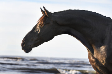 Friesian horse on beach