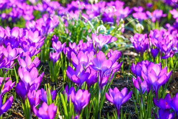 Obraz premium View of blooming crocuses in a clearing in the morning light. Close-up of beautiful blooming crocuses in spring.