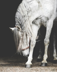 White Spanish horse with long wavy manes scratching his front leg with black background