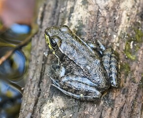 Macro closeup of a wood frog sitting on a log.