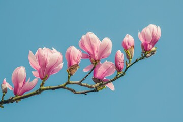 Beautiful blooming Magnolia branch, the arrival of spring