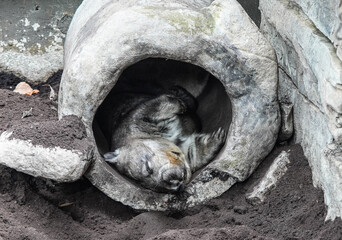 Furry Wombat sleeping in his den. Very cute.