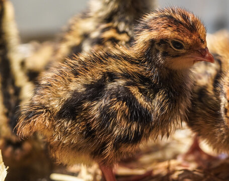 Closeup of a day old coturnix quail chick.