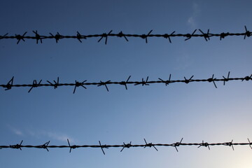 Fototapeta na wymiar barbed wire fence in the field.symbol of freedom. blue sky in the background 