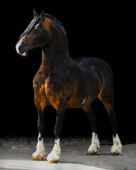Brown Welsh Cob stallion Brynsir mab-y-Brenin by Crugybar Mabon Mai x Cwmdafydd Mille by Trevallion Gambler with black background