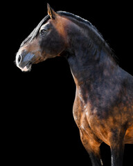 Head shot of Brown Welsh Cob stallion Brynsir mab-y-Brenin by Crugybar Mabon Mai x Cwmdafydd Mille by Trevallion Gambler with black background