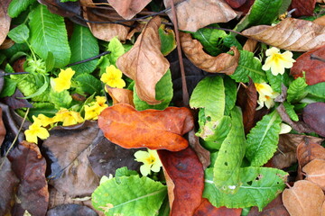 Primula vulgaris, the common primrose, is a species of flowering plant in the family Primulaceae,