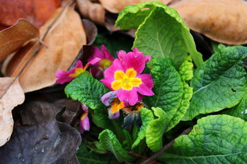 Primula vulgaris, the common primrose, is a species of flowering plant in the family Primulaceae,