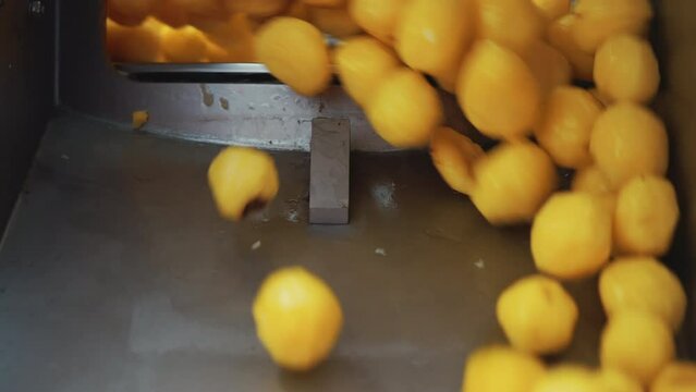 Releasing machine. Slow motion of peeled washed yellow potatoes being released from a professional machine used in food industry. High quality 4k footage