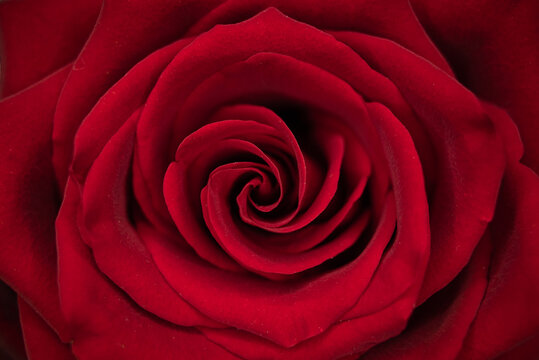 beautiful red rose on a dark background