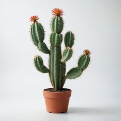 cactus isolated on white
