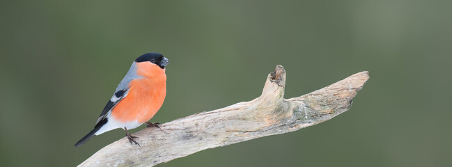 Male bullfinch (Pyrrhula pyrrhula) perched on a dry branch. Sized to fit for cover image on popular...