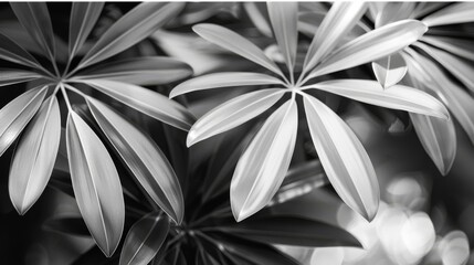  a black and white photo of a plant with leaves in the foreground and a black and white photo of a plant with leaves in the background.