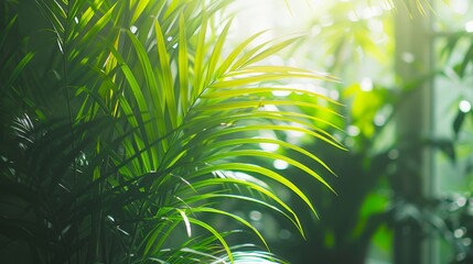  a close up of a green plant with the sun shining through the leaves of the plant on the right side of the picture.