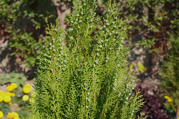 Juniper or thuja orientalis with blue cones in the garden. Green branches of Chinese thuja arbovitae or cypress with turquoise cones, close-up. Platycladus orientalis decorative coniferous tree.