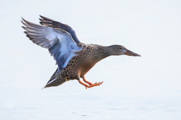 Closeup of a northern shoveler duck female, anas clypeata, flying