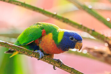 Rainbow lorikeet, Trichoglossus moluccanus, bird perched