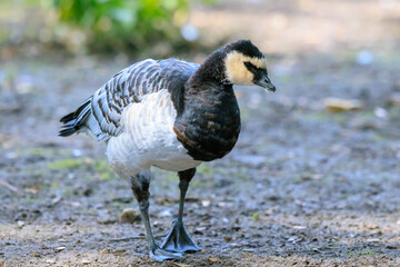Barnacle goose, Branta leucopsis, foraging on dirt
