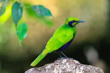 Emerald starling, Lamprotornis iris, iris glossy starling