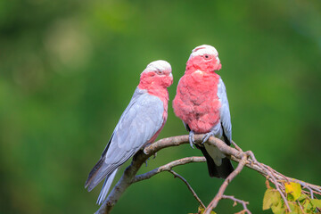 Closeup portrait of a galah cockatoo, Eolophus roseicapilla, bird