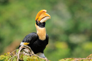Closeup portrait of a Great hornbil, great Indian hornbill or great pied hornbill, Buceros bicornis, bird. © Sander Meertins